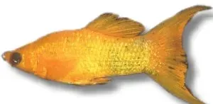 Petra-Aqua Gold Molly Lyra molly 3-4 cm guld