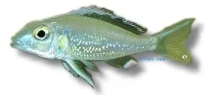 Näsets Ciklidhobby Callochromis stappersi akvariefisk 3–4 cm