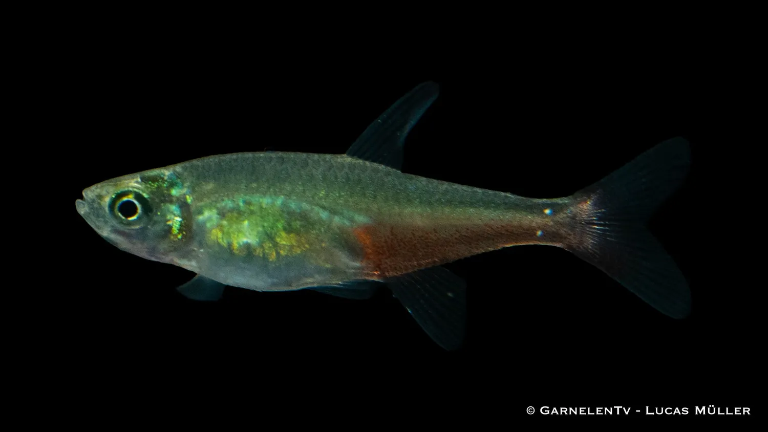 Garnelen TV Rubinsalmler stimfisk Aphyocharax