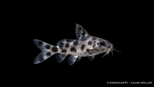Garnelen TV Synodontis nigrita akvariefisk svart