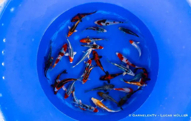 Garnelen TV Japan Koi Oofuchi koi 14-16 cm robust