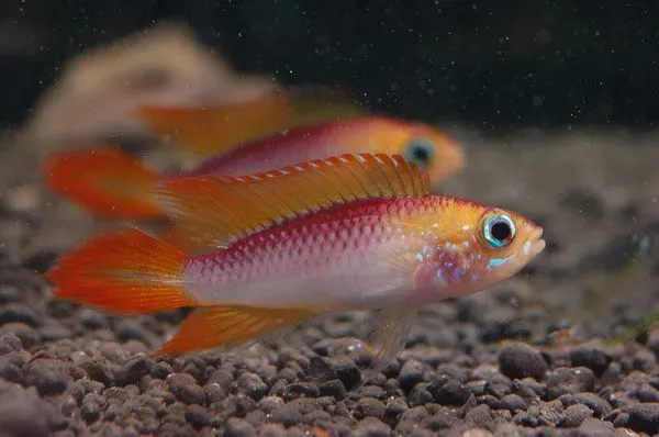Apistogramma agassizi dvärgciklid fire red XL sötvatten