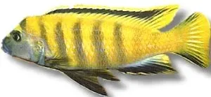 Näsets Ciklidhobby Pseudotropheus flavus ciklid 4–5 cm gul