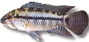 Näsets Ciklidhobby Apistogramma caetei blue head dvärgciklid XL