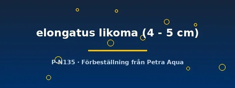 Näsets Ciklidhobby Elongatus Likoma ciklid 4–5 cm