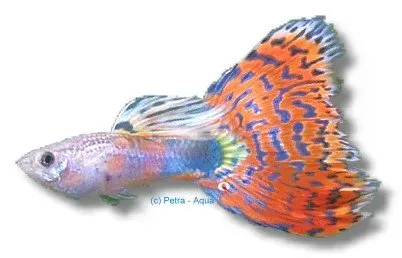 Näsets Ciklidhobby Poecilia reticulata mosaic guppyhane 3–4 cm