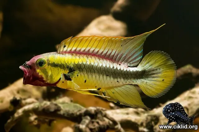 Apistogramma Wilhelmi dvärgciklid 3-3,5 cm
