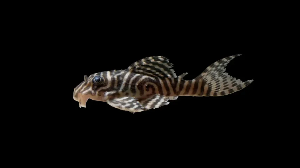 Garnelen TV L333 Königstiger L-mal 5 cm