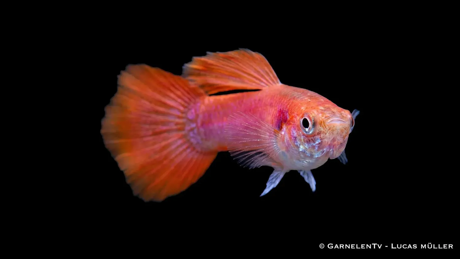 Poecilia Reticulata Flame guppy hane orange-röd