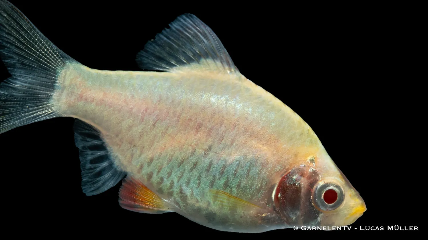 Garnelen TV Sumatrabarb Platin akvariefisk Puntigrus