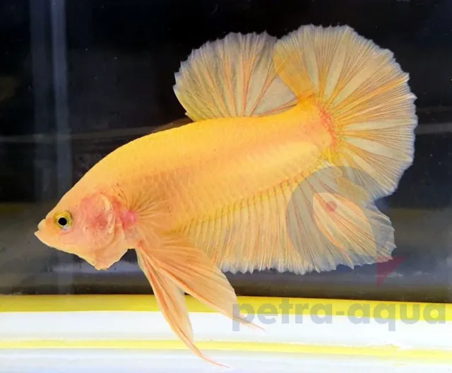 Näsets Ciklidhobby Betta spl. plakat halfmoon yellow kampfisk hane L