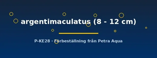 Näsets Ciklidhobby Lutjanus argentimaculatus 8–12 cm