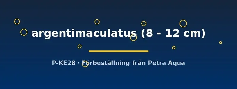 Näsets Ciklidhobby Lutjanus argentimaculatus 8–12 cm