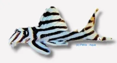 L046 Hypancistrus zebra mal 8–10 cm randig
