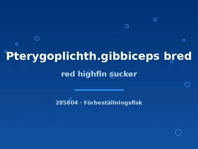 Pterygoplichthys gibbiceps red highfin sugmal 8–10 cm