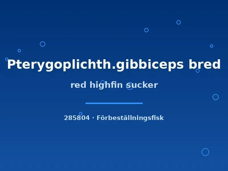Pterygoplichthys gibbiceps red highfin sugmal 8–10 cm