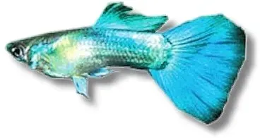 Näsets Ciklidhobby Poecilia reticulata guppy hane XL blue mix