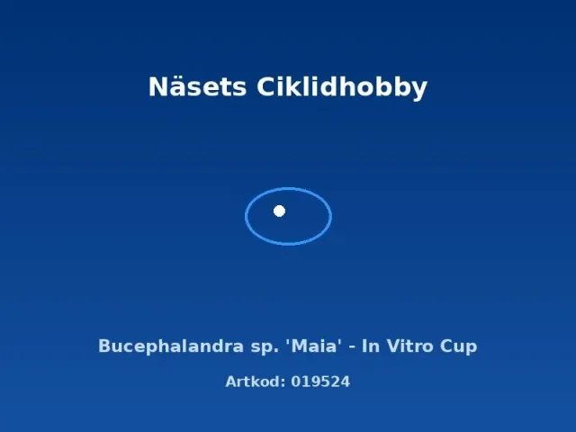 Näsets Ciklidhobby Bucephalandra sp. Maia akvarieväxt in vitro