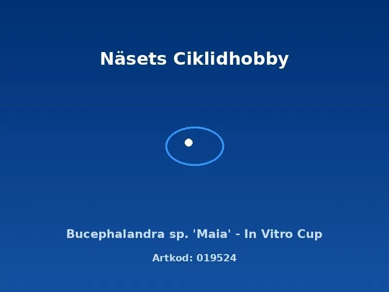 Näsets Ciklidhobby Bucephalandra sp. Maia akvarieväxt in vitro