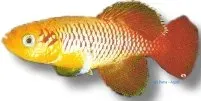 Näsets Ciklidhobby Guentheri Gold killifisk 2,5–3,5 cm guld