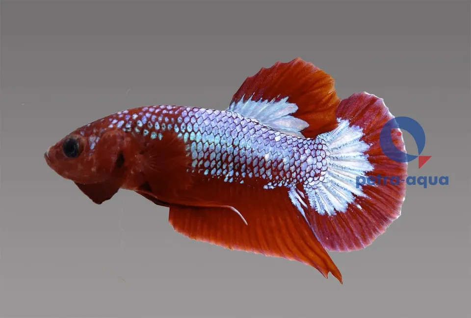 Näsets Betta plakat hellboy red XL kampfisk hane