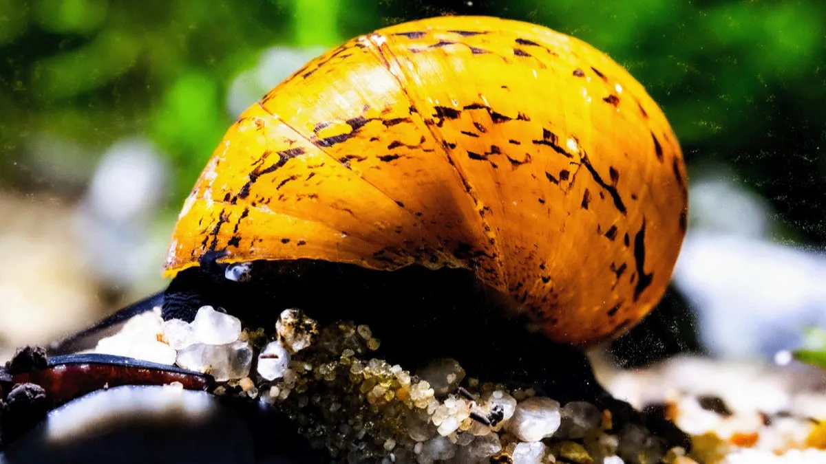 Garnelen TV O-Ring Neritodryas javanica akvariesnäcka algetare