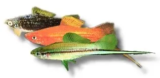 Näsets Ciklidhobby Xiphophorus helleri svärdbärare 3–4 cm mix