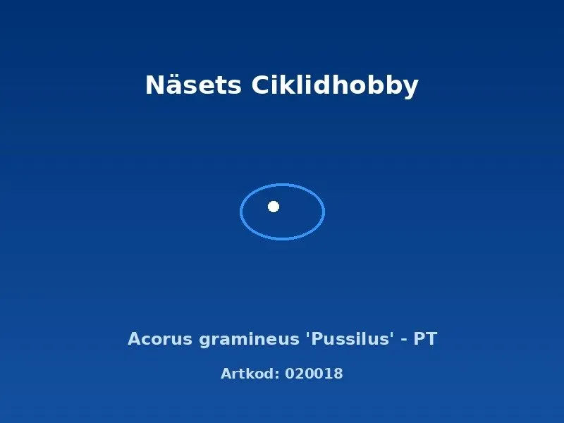 Näsets Ciklidhobby Acorus gramineus Pussilus akvarieväxt PT