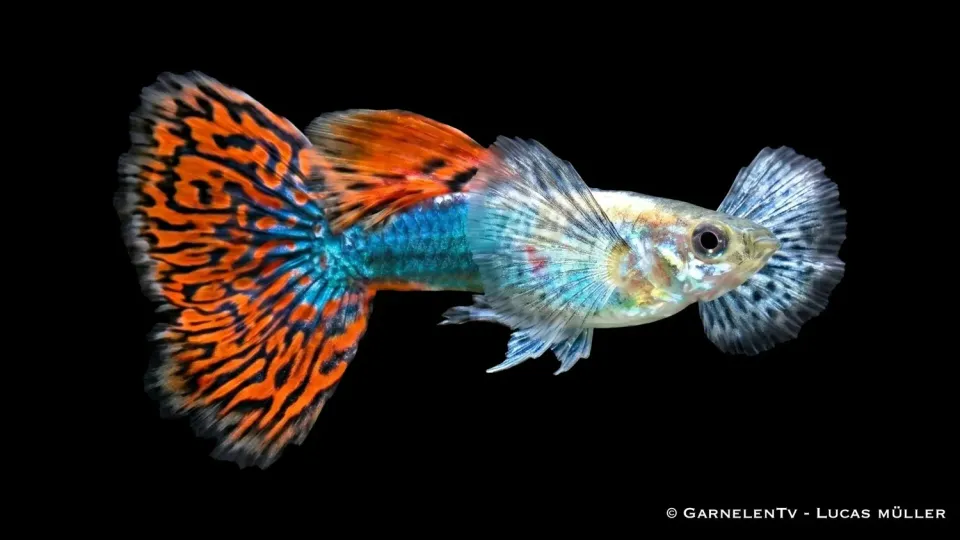 Garnelen TV dumbo red dragon guppy hane röd
