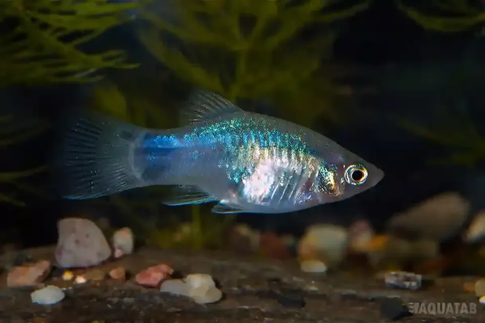 Näsets Ciklidhobby Pseudotropheus johannii ciklid 5–6 cm