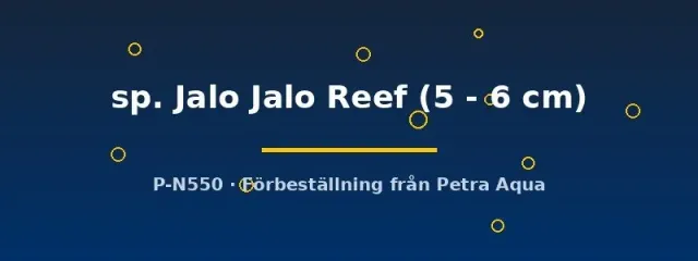 Cynotilapia Jalo Reef ciklid 5–6 cm blårandig