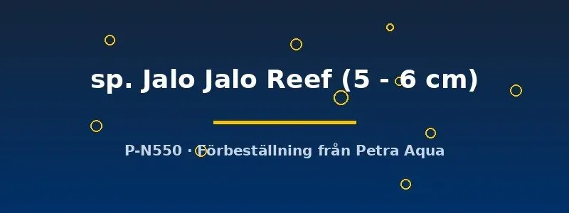 Cynotilapia Jalo Reef ciklid 5–6 cm blårandig