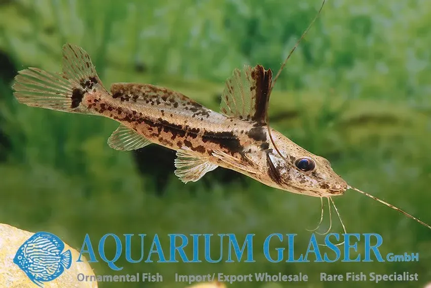 Näsets Ciklidhobby Goeldiella eques akvariefisk 10–12 cm mal