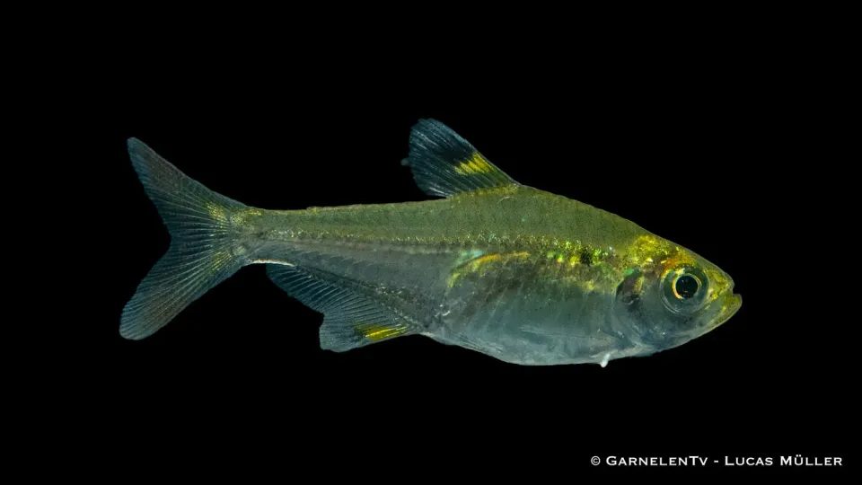 Garnelen TV Sternflecksalmler stimfisk Pristella maxillaris