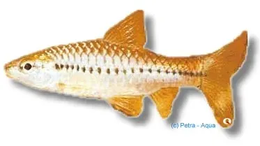 Näsets Ciklidhobby Barbus ablabes barb 3,5–4 cm