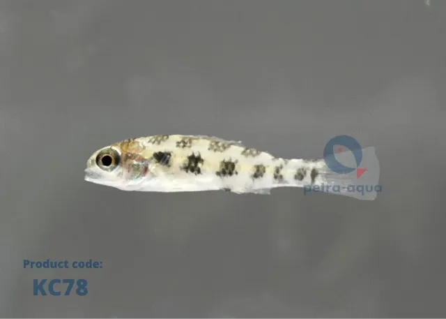 Näsets Ciklidhobby Dicrossus maculatus dvärgciklid 1–2 cm
