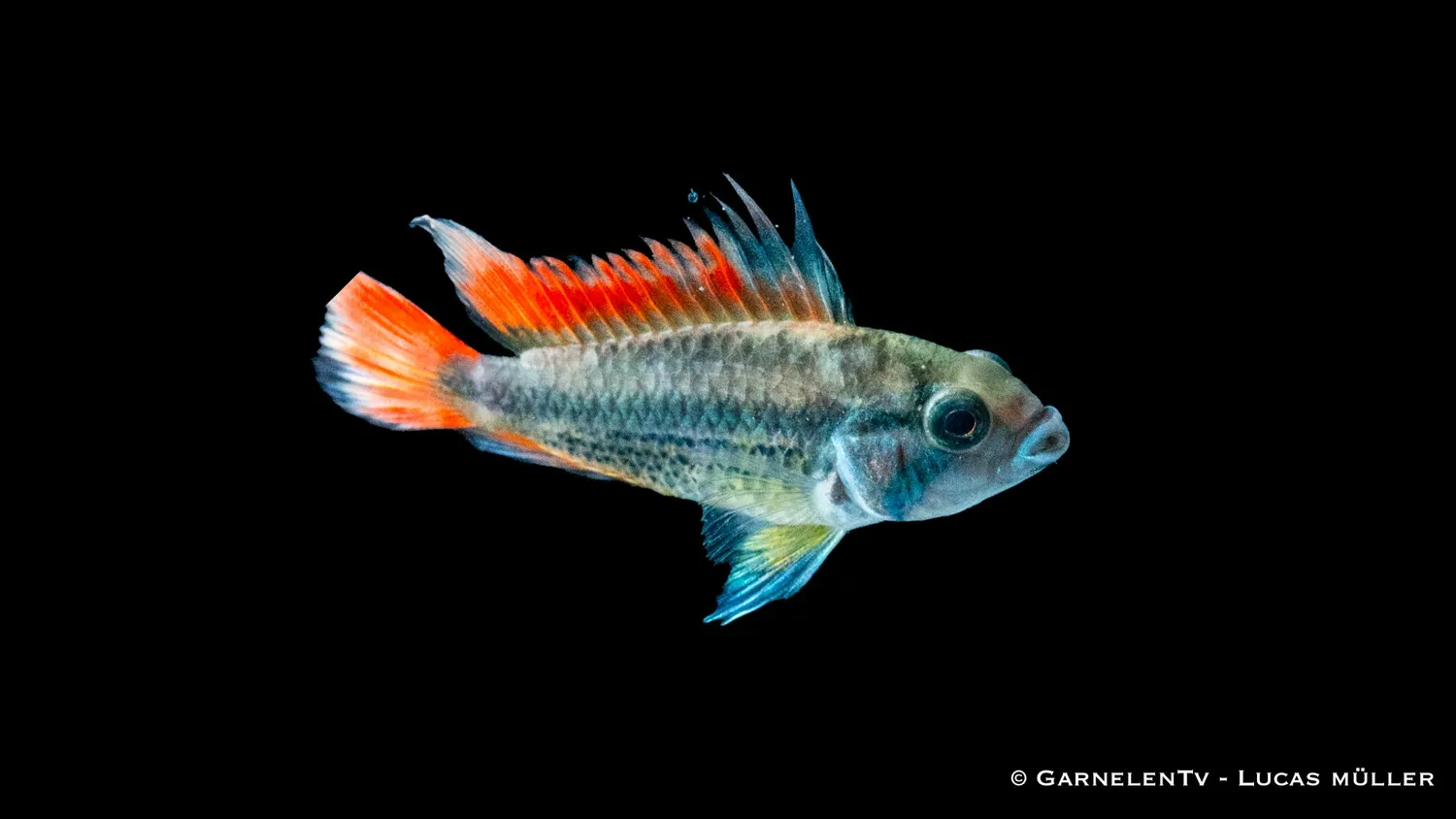 Kakaduzwergbuntbarsch orange Apistogramma cacatuoides dvärgcichlid