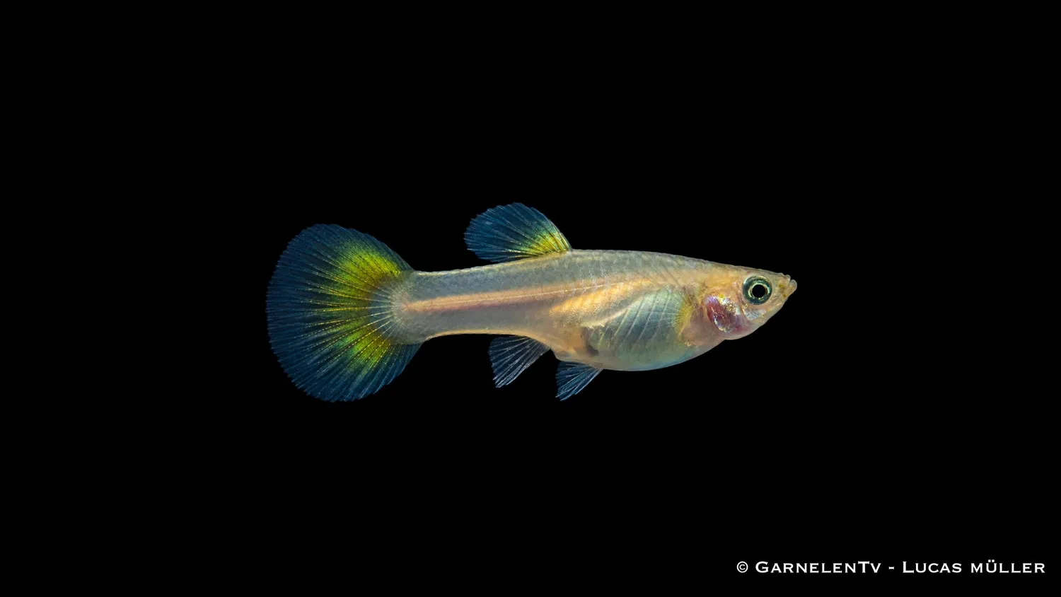 Garnelen TV Guppy Mix hona akvariefisk 5–6 cm