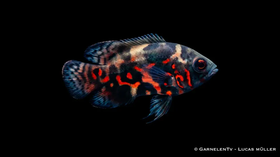 Garnelen TV Oscar Röd Tiger Astronotus ocellatus ciklid