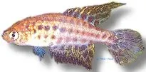 Näsets Ciklidhobby Feather-Fin Pearl killifisk 2,5–5 cm