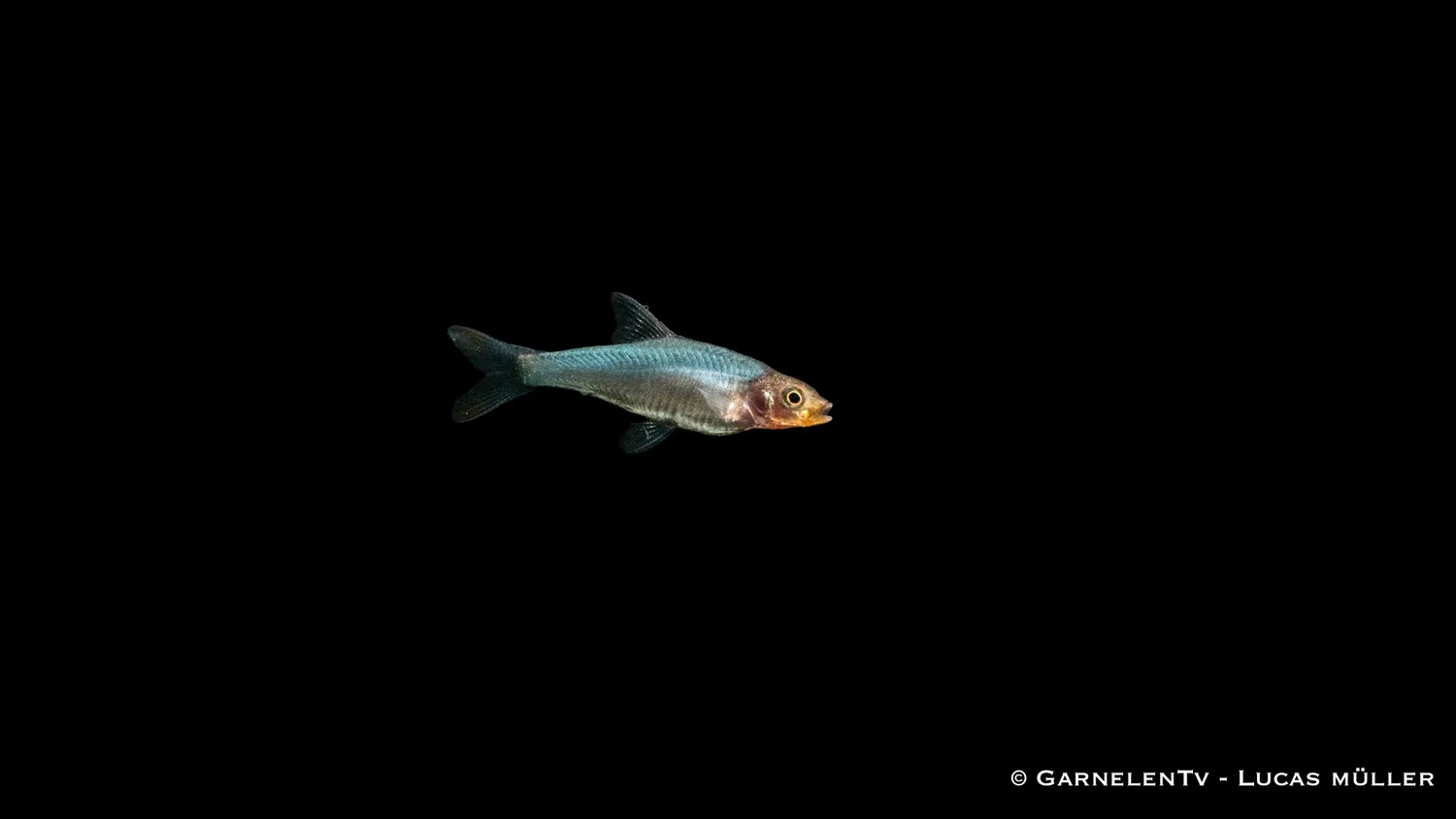 Garnelen TV Sawbwa resplendens nacktlaube stimfisk
