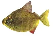 Näsets Ciklidhobby Metynnis hypsauchen akvariefisk 5,5–6 cm