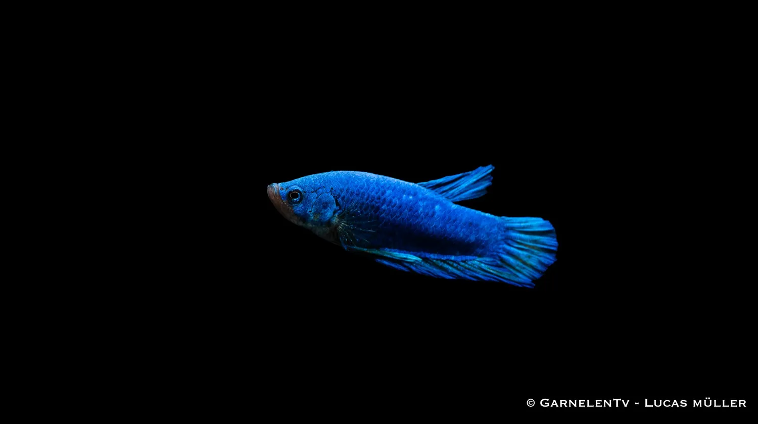 Garnelen TV Betta splendens Plakat kampfisk hane kortfenad