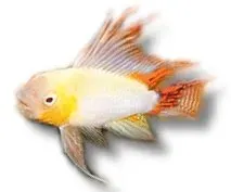 Näsets Ciklidhobby Apistogramma cacatuoides akvariefisk 3–4 cm guld