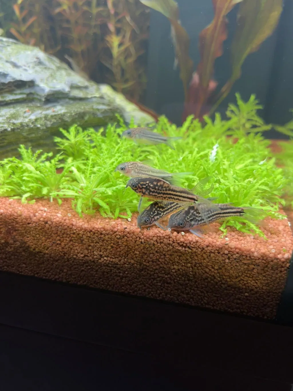 Garnelen TV Nanus pansarmal Corydoras nanus