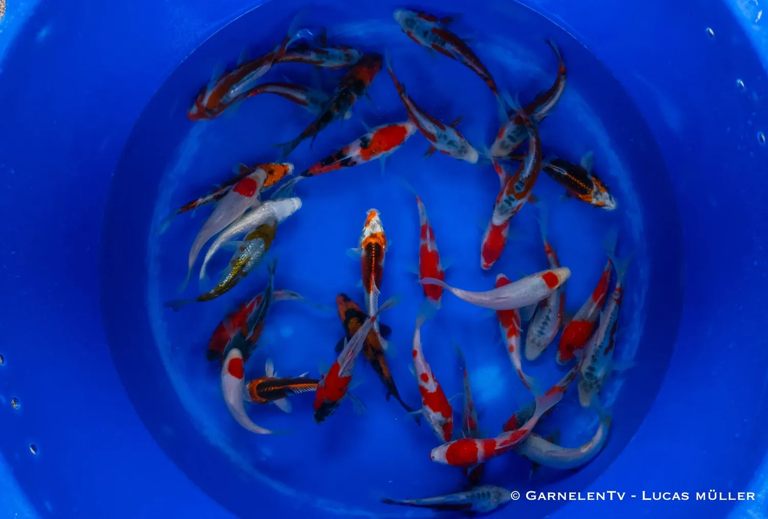 Garnelen TV Japan Koi Tanaka koi 15–18 cm