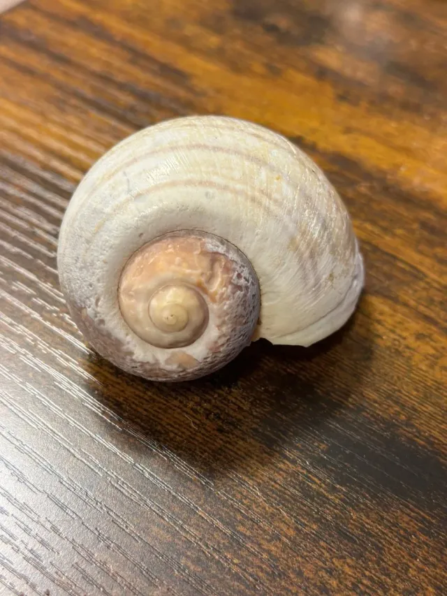 Garnelen TV vinbärssnäcke skal natur stor 4-6 cm dekoration