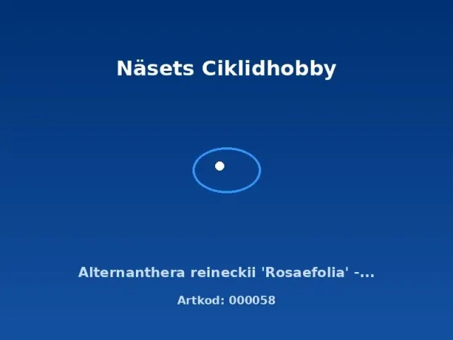 Näsets Ciklidhobby Alternanthera reineckii Rosaefolia akvarieväxt röd