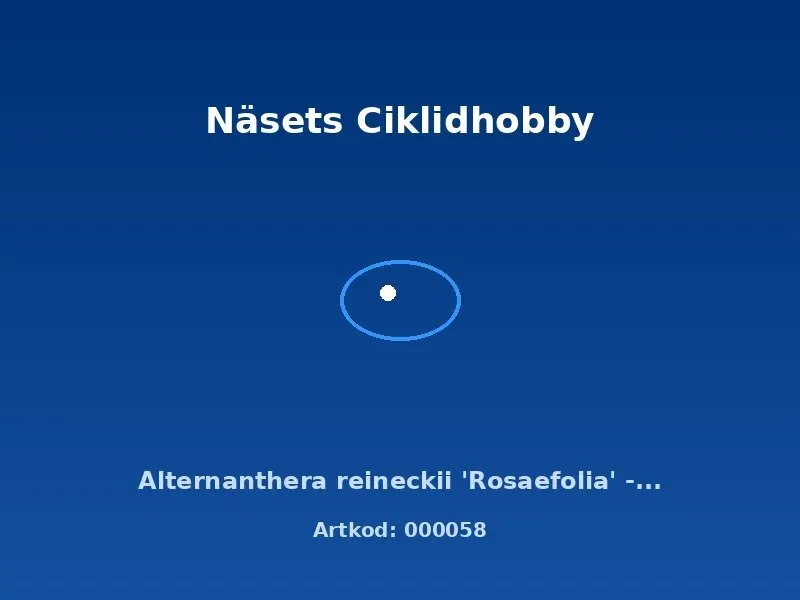 Näsets Ciklidhobby Alternanthera reineckii Rosaefolia akvarieväxt röd