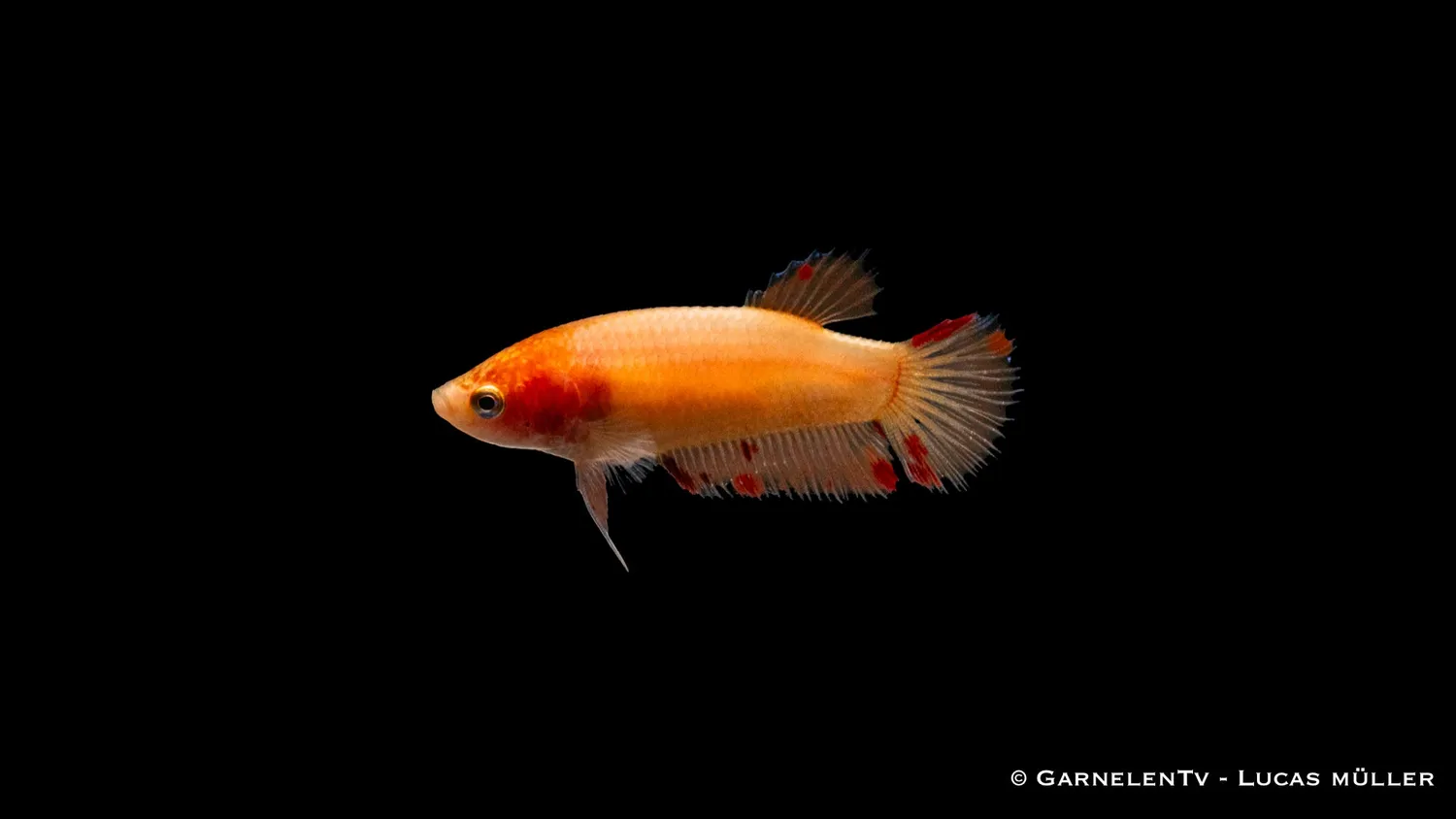 Garnelen TV Plakat kampfisk hona Betta splendens kortfenad